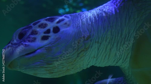 A sea turtle swims in the ocean
