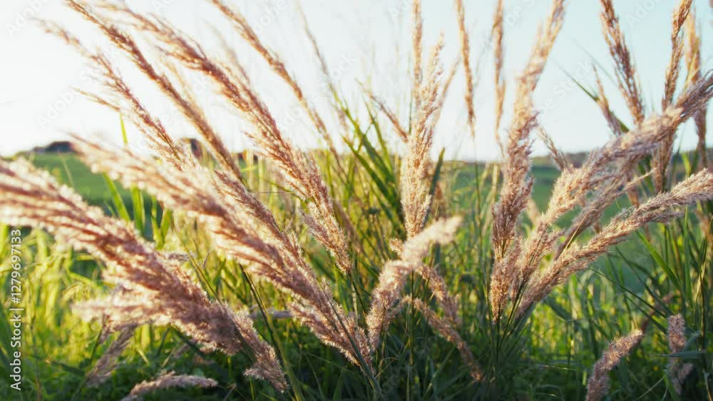 Miscanthus Sinensis Plant In Spring Sunny Season In Nature