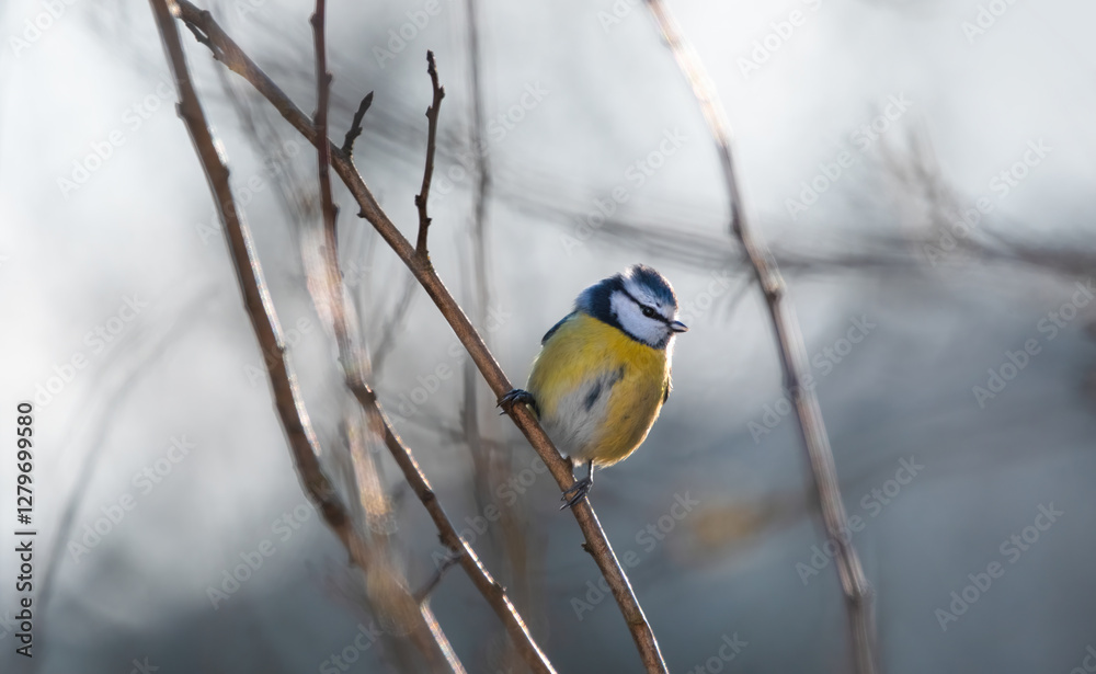 Fototapeta premium A Eurasian Blue Tit (Cyanistes Caeruleus)