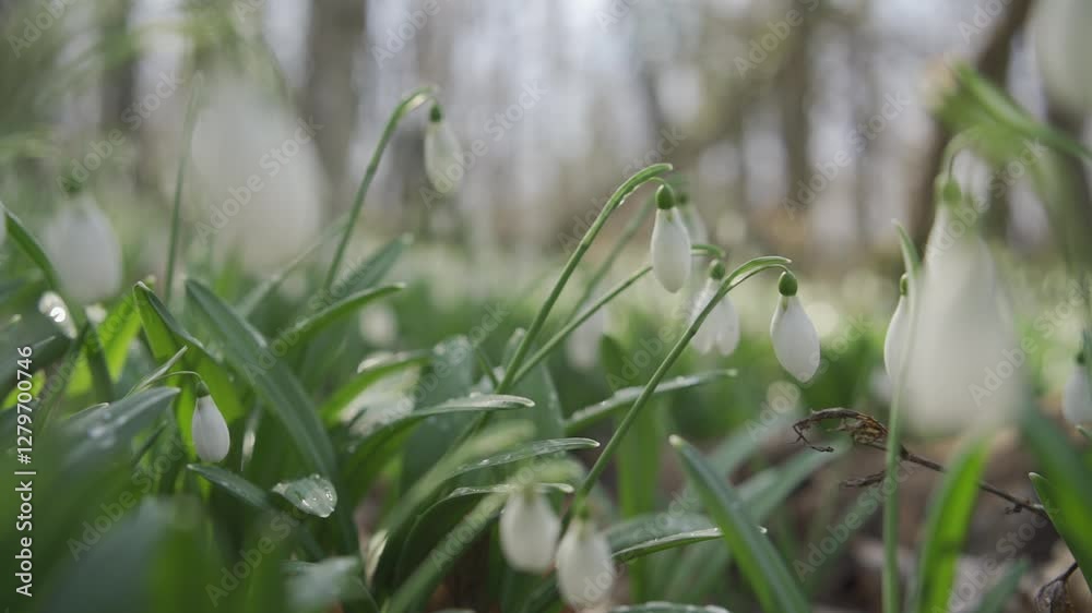 White snowdrops in the early spring in the forest. Beautiful footage of galanthus commonly known as snowdrop. HLG BT.2020 White snowdrops in the early spring in the forest. Beautiful footage of galanthus commonly known as snowdrop. HLG BT.2020