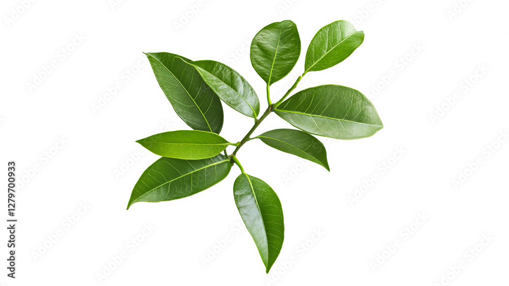 Bright light enhances green leaves beauty Bright light enhances green leaves beauty