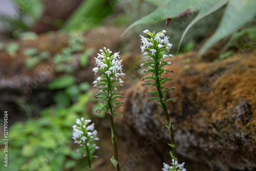 crepidium acuminatum -Jeevak orchid flowers photo