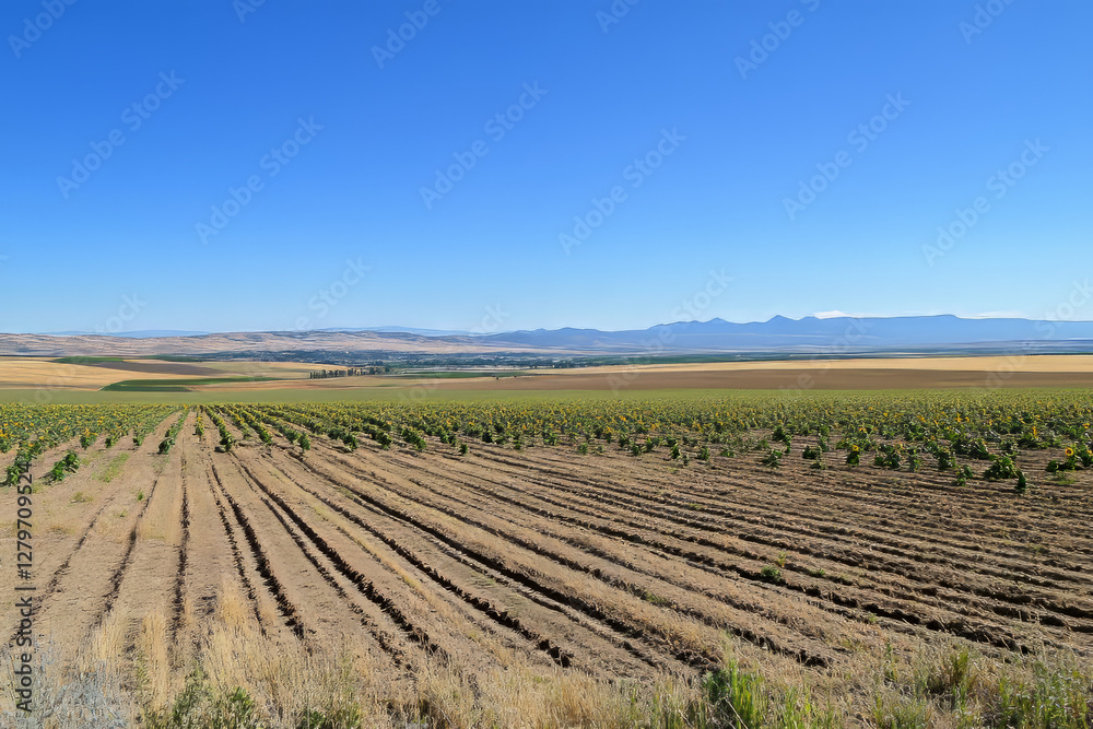 A vast sunflower field under a bright blue sky, stretching endlessly towards the horizon in golden waves. A vast sunflower field under a bright blue sky, stretching endlessly towards the horizon in golden waves.