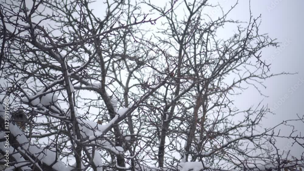 The Winter Landscape Showcases SnowCovered Tree Branches Creating Beautiful Scenery The Winter Landscape Showcases SnowCovered Tree Branches Creating Beautiful Scenery