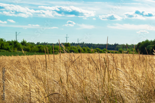 Golden Wheat Field Under Clear Blue Sky with Rippling Waves and Birds Flying in the Distance