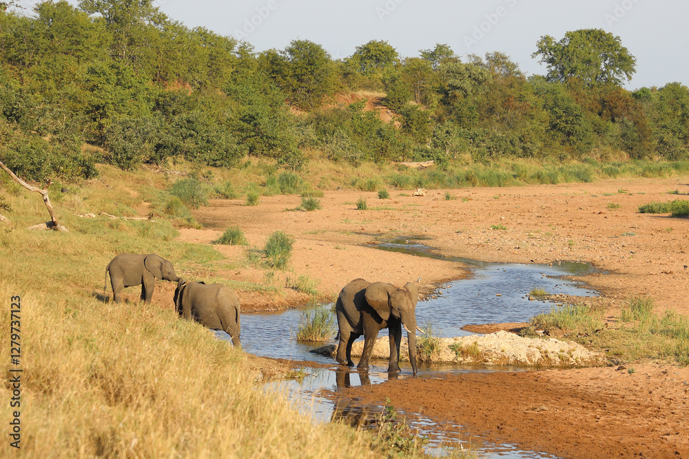 Afrikanischer Elefant im Tsendze River/ African elephant in Tsendze River / Loxodonta africana. Afrikanischer Elefant im Tsendze River/ African elephant in Tsendze River / Loxodonta africana.