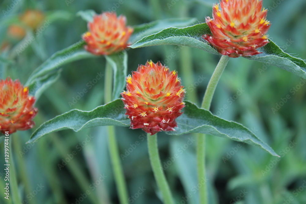 A sample of Globe Amaranth (Amaranth Globosa) in the Amaranth family, growing in Ontario Canada. -Captured by MIROFOSS A sample of Globe Amaranth (Amaranth Globosa) in the Amaranth family, growing in Ontario Canada. -Captured by MIROFOSS