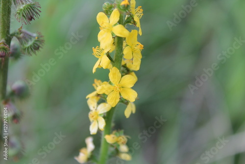 A sample of Common Agrimony (Agrimonia Eupatoria) in the Rose family, growing in Ontario Canada. -Captured by MIROFOSS