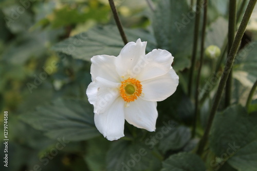 A sample of Japanese Anemone (Anemone Hupehensis) in the Buttercup family, growing in Ontario Canada. -Captured by MIROFOSS