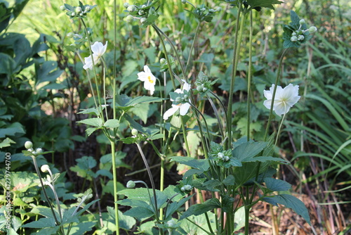 A sample of Japanese Anemone (Anemone Hupehensis) in the Buttercup family, growing in Ontario Canada. -Captured by MIROFOSS photo