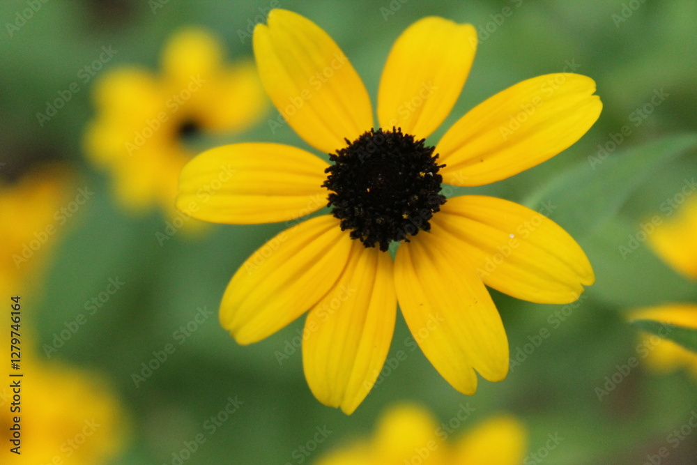 A sample of Black Eyed Susan (Rudbeckia Hirta) in the Aster family, growing in Ontario Canada. -Captured by MIROFOSS A sample of Black Eyed Susan (Rudbeckia Hirta) in the Aster family, growing in Ontario Canada. -Captured by MIROFOSS