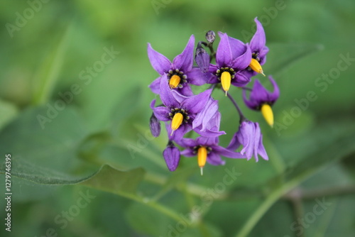 Bilde på lerret A sample of Bittersweet Nightshade (Solanum Dulcamara) in the Nightshade family, growing in Ontario Canada