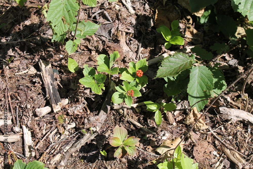 A sample of Bunchberry (Cornus Canadensis) in the Dogwood family, growing in Ontario Canada. -Captured by MIROFOSS A sample of Bunchberry (Cornus Canadensis) in the Dogwood family, growing in Ontario Canada. -Captured by MIROFOSS