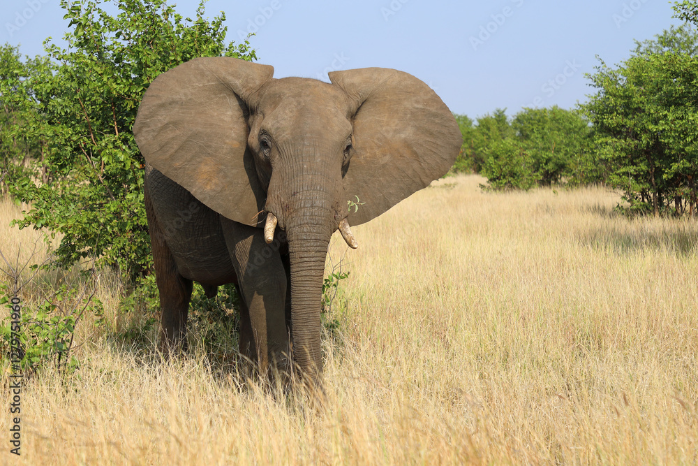 Afrikanischer Elefant / African elephant / Loxodonta africana Afrikanischer Elefant / African elephant / Loxodonta africana