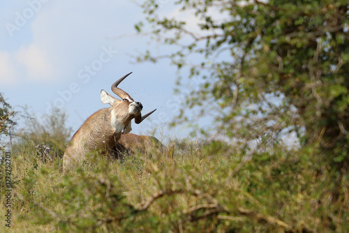 Wasserbock / Waterbuck / Kobus ellipsiprymnus photo