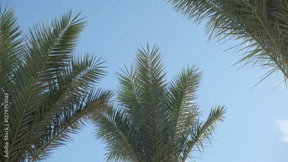 Tall palm trees reach towards the clear blue sky, creating a lush tropical atmosphere at midday Tall palm trees reach towards the clear blue sky, creating a lush tropical atmosphere at midday