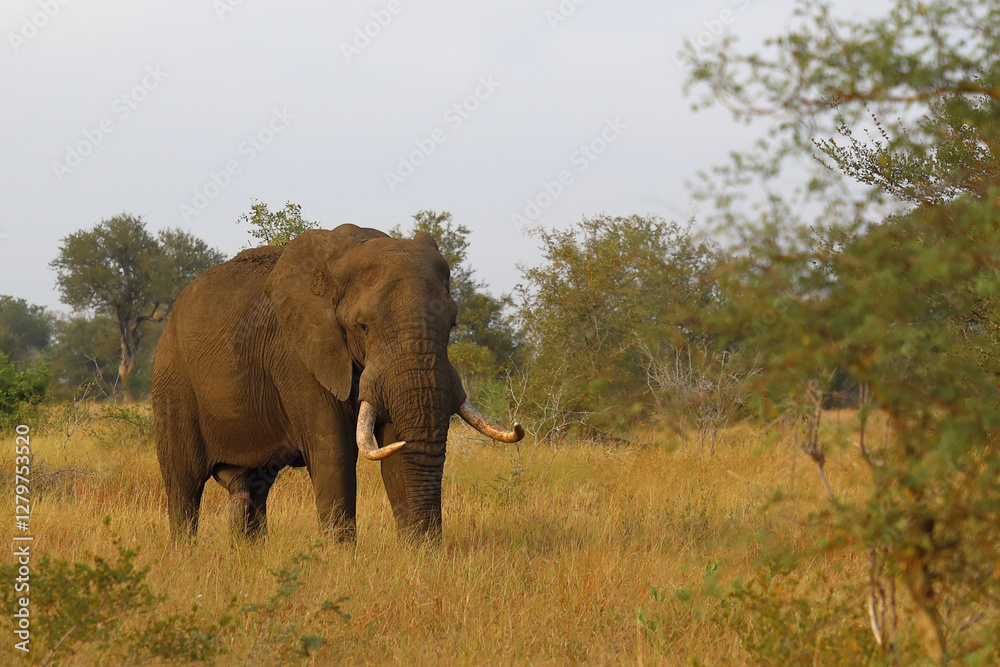 Fototapeta premium Afrikanischer Elefant / African elephant / Loxodonta africana..