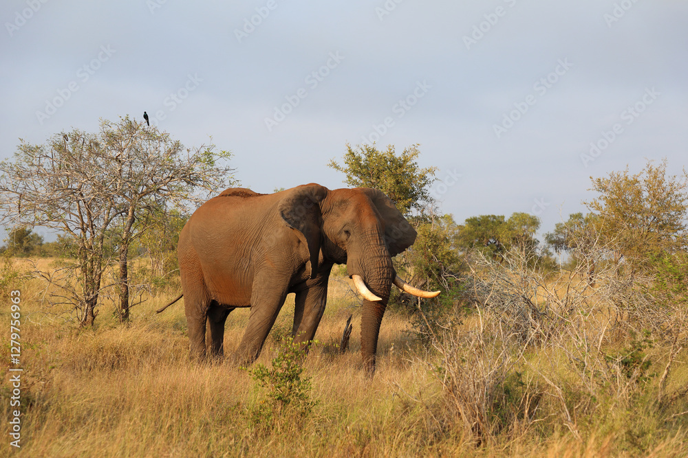 Obraz premium Afrikanischer Elefant / African elephant / Loxodonta africana..