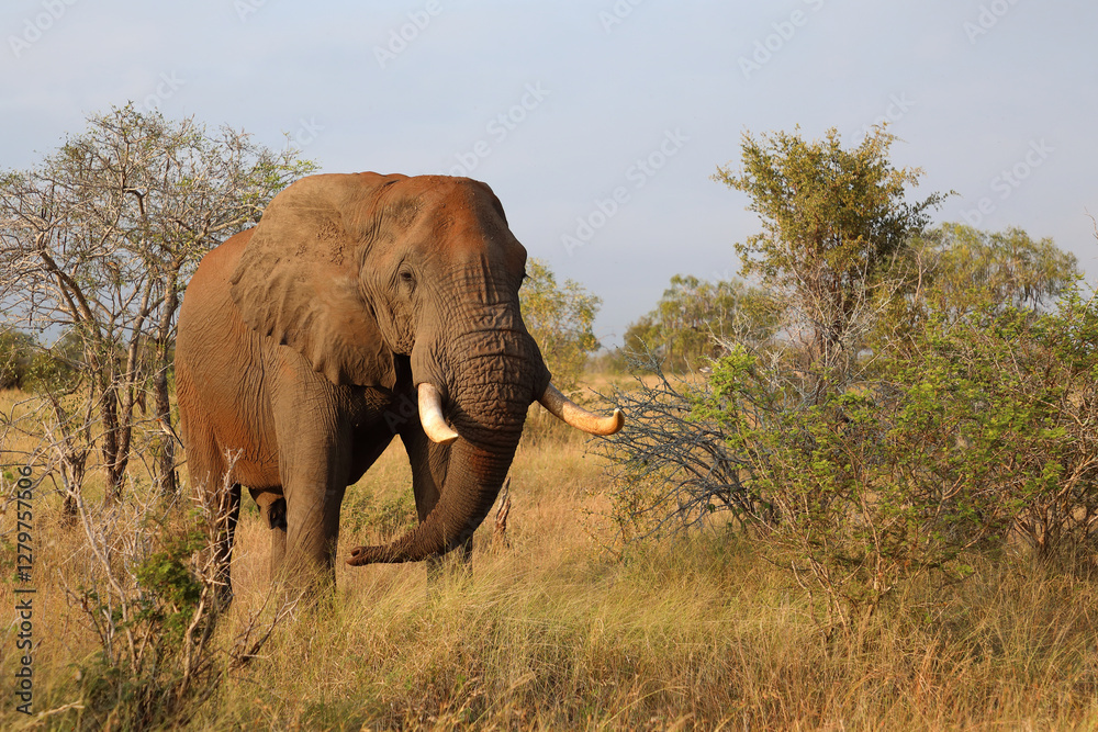 Fototapeta premium Afrikanischer Elefant / African elephant / Loxodonta africana..