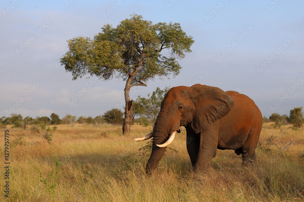 Fototapeta premium Afrikanischer Elefant / African elephant / Loxodonta africana..