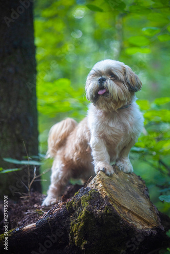 shih tzu dog on a sawn tree in the park in summer photo