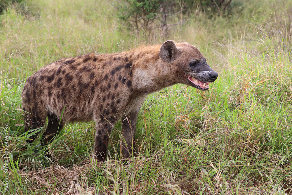 Tüpfelhyäne / Spotted hyaena / Crocuta crocuta.. Tüpfelhyäne / Spotted hyaena / Crocuta crocuta..