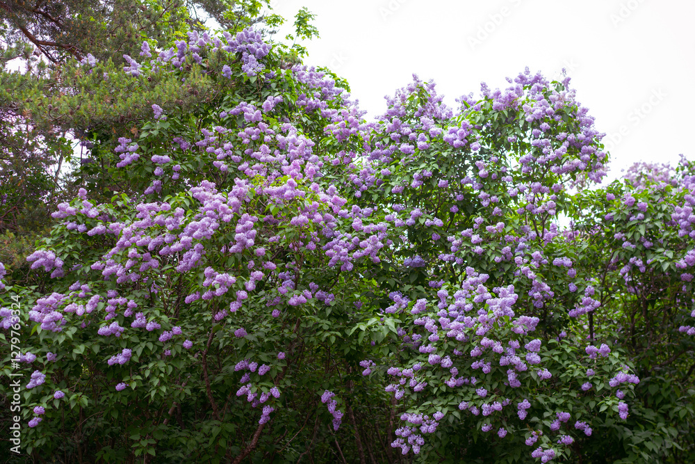 Abundant Lilac Bushes in Full Bloom During Springtime Outdoors Abundant Lilac Bushes in Full Bloom During Springtime Outdoors
