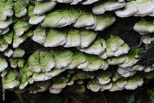 A sample of Violet Toothed Polypore (Trichaptum Biformis) in the Polypore family, growing in Ontario Canada. -Captured by MIROFOSS. photo