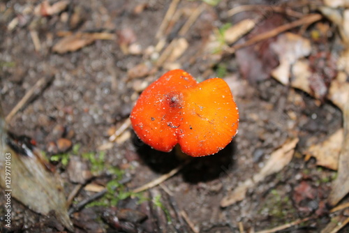 A sample of Witches Cap (Hygrocybe Conic) in the Waxy Cap family, growing in Ontario Canada. -Captured by MIROFOSS. photo