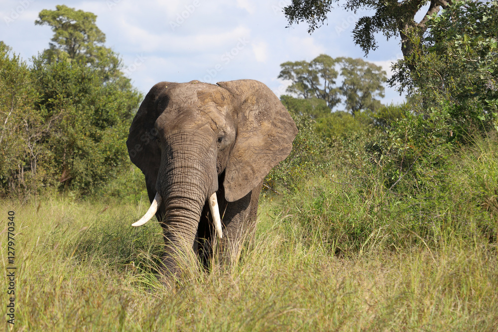 Fototapeta premium Afrikanischer Elefant / African elephant / Loxodonta africana