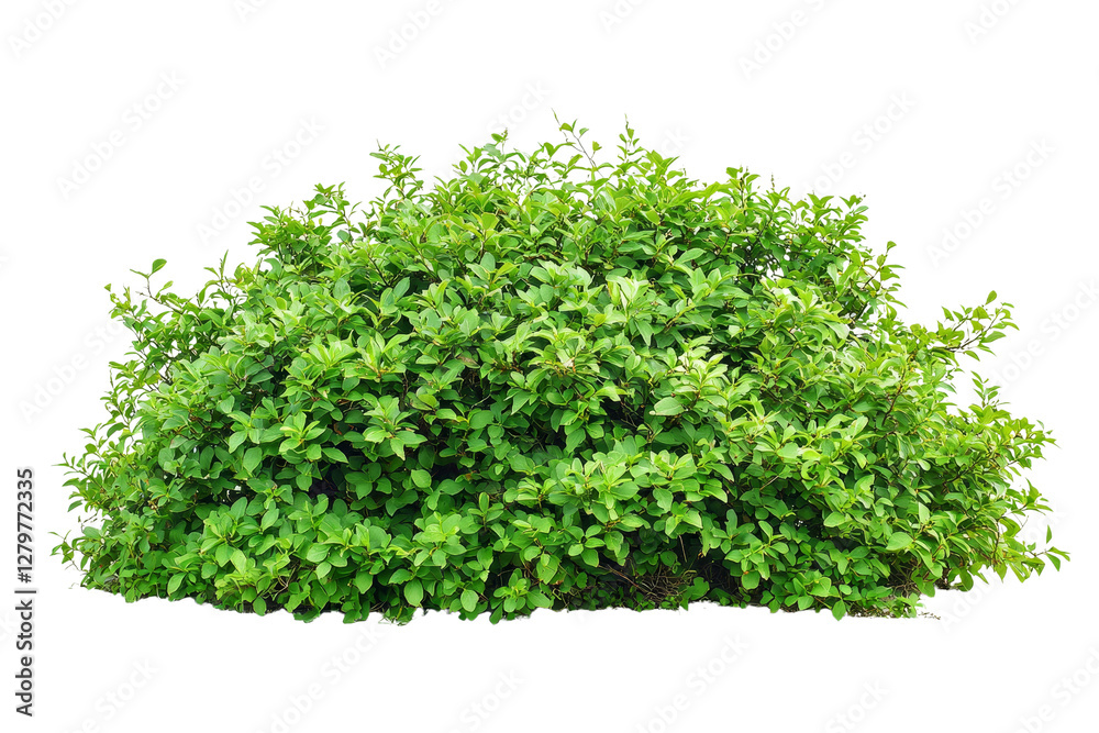 Obraz premium Lush Green Bush Featuring Dense Foliage in Natural Outdoor Environment