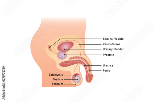 Male Reproductive System Science Design. Vector Illustration.