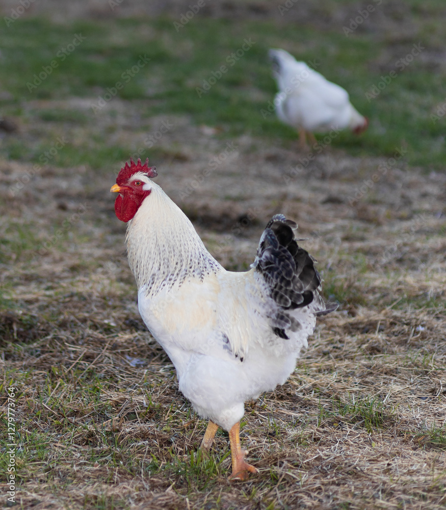 Chicken rooster staying between the photographer and his hen