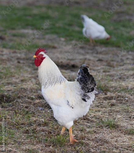 Obraz na płótnie Chicken rooster staying between the photographer and his hen w salonie