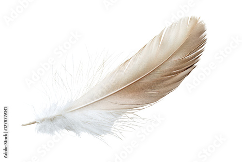 Soft Elegant Feather Isolated on White Background for Natural Themes