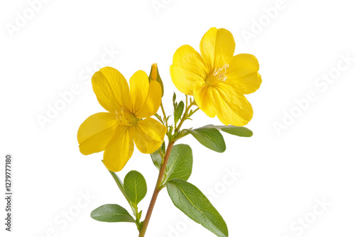 Bright Yellow Flowers with Green Leaves Isolated on a White Background