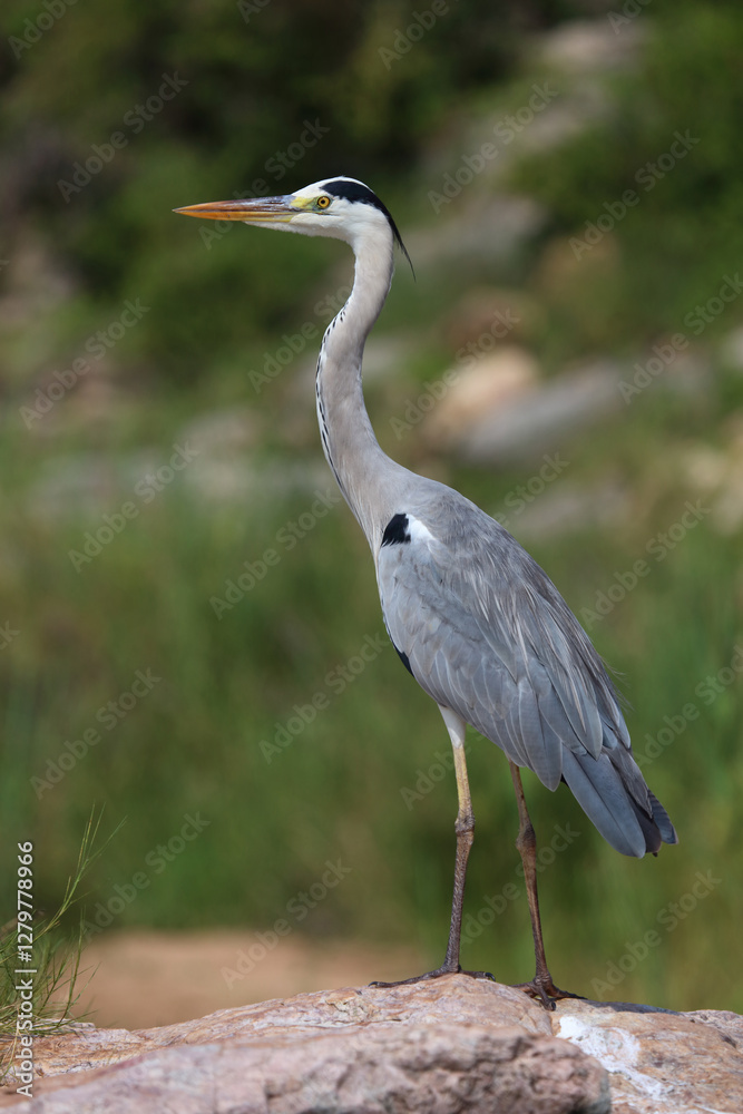 Afrikanischer Graureiher / Grey heron / Ardea cinerea Afrikanischer Graureiher / Grey heron / Ardea cinerea