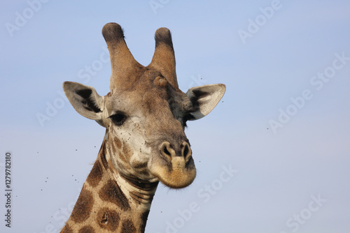 Photography Giraffe / Giraffe / Giraffa camelopardalis