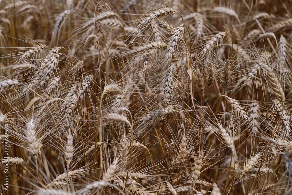 Fototapeta premium ears of wheat