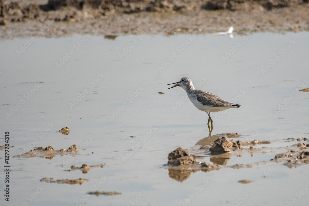 Plover Bird at Little Rann of Kutch, Wild Ass Sanctuary Plover Bird at Little Rann of Kutch, Wild Ass Sanctuary