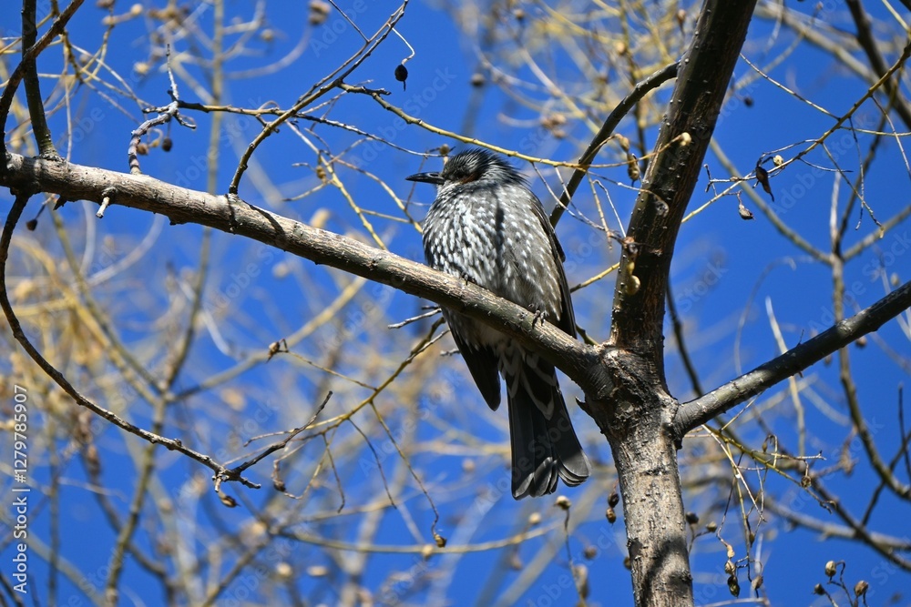 A Brown-eared Bulbul. A wild bird of the Passeriformes Pycnonotidae Hypsipetes. It has a high-pitched cry and feeds on fruit and flower nectar. A Brown-eared Bulbul. A wild bird of the Passeriformes Pycnonotidae Hypsipetes. It has a high-pitched cry and feeds on fruit and flower nectar.