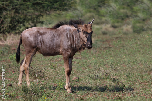 Streifengnu / Blue wildebeest / Connochaetes taurinus photo