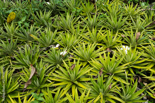 A pattern of thorny green plants growing close to the ground, creating a textured and natural arrangement suitable for backgrounds and design elements