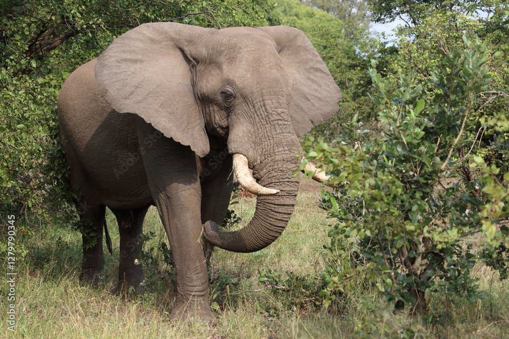 Fototapeta premium Afrikanischer Elefant / African elephant / Loxodonta africana