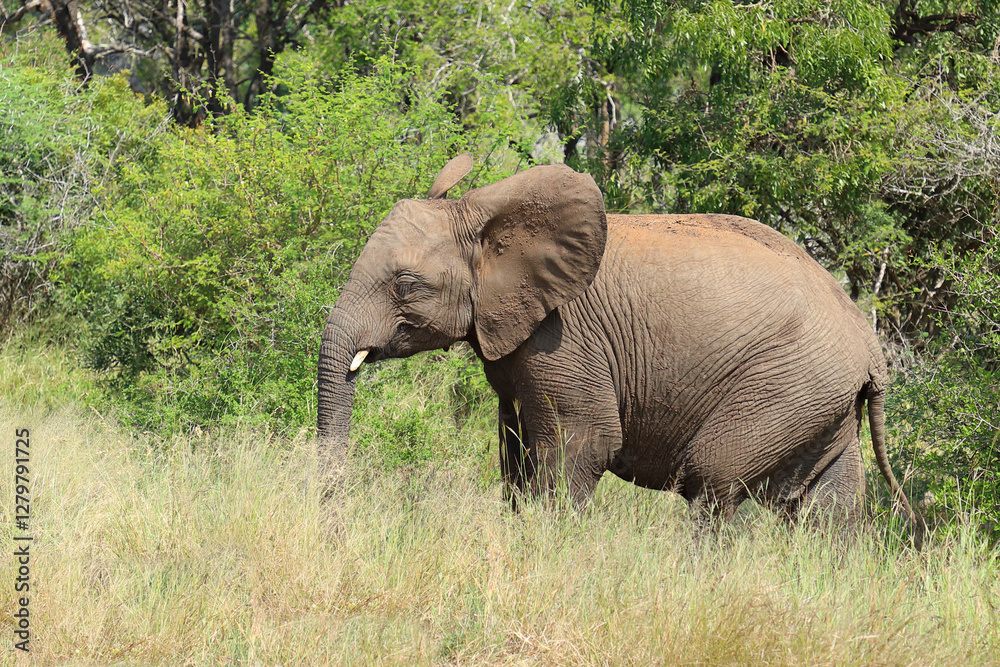 Fototapeta premium Afrikanischer Elefant / African elephant / Loxodonta africana
