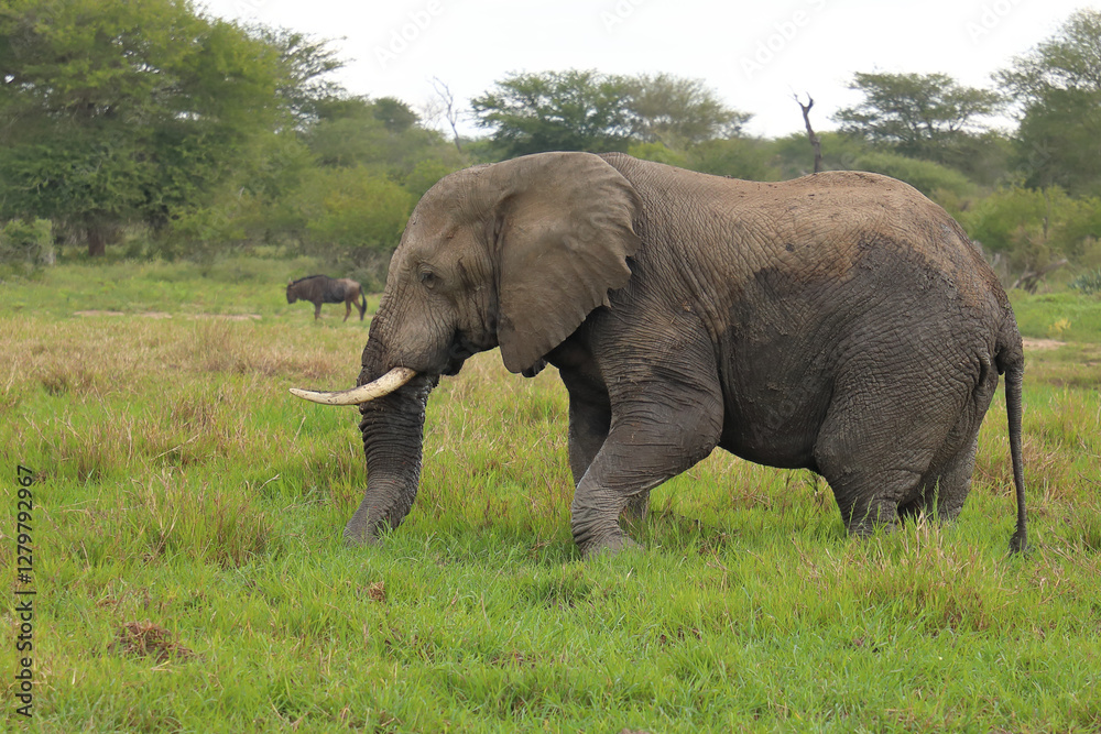 Fototapeta premium Afrikanischer Elefant im Schlamm / African elephant in the mud / Loxodonta africana