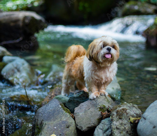 shih tzu dog on rocks near a mountain river in summer 