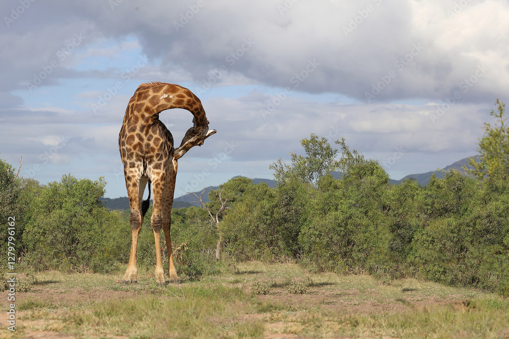 Photography Giraffe / Giraffe / Giraffa camelopardalis
