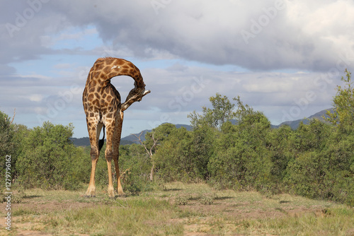 Photography Giraffe / Giraffe / Giraffa camelopardalis