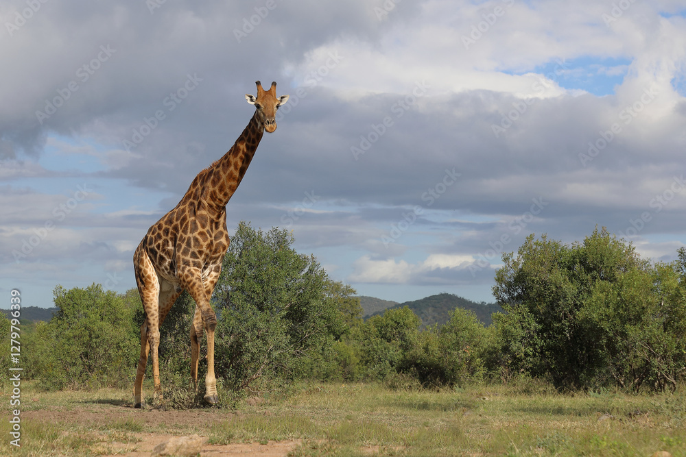 Giraffe / Giraffe / Giraffa camelopardalis Giraffe / Giraffe / Giraffa camelopardalis